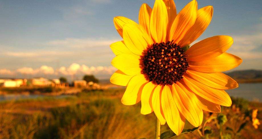 a flower blooms in West Texas