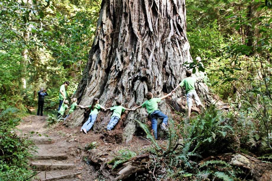several children locking hands surrounding a redwood tree in a massive bearhug
