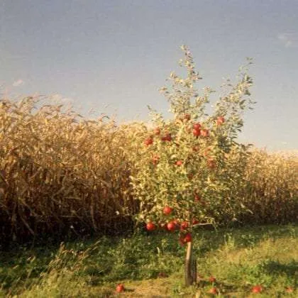 a small apple tree against a larger orchard