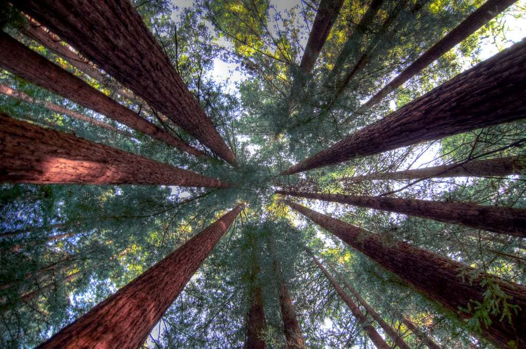 looking skyward through the tops of the redwood trees is dizzying at times