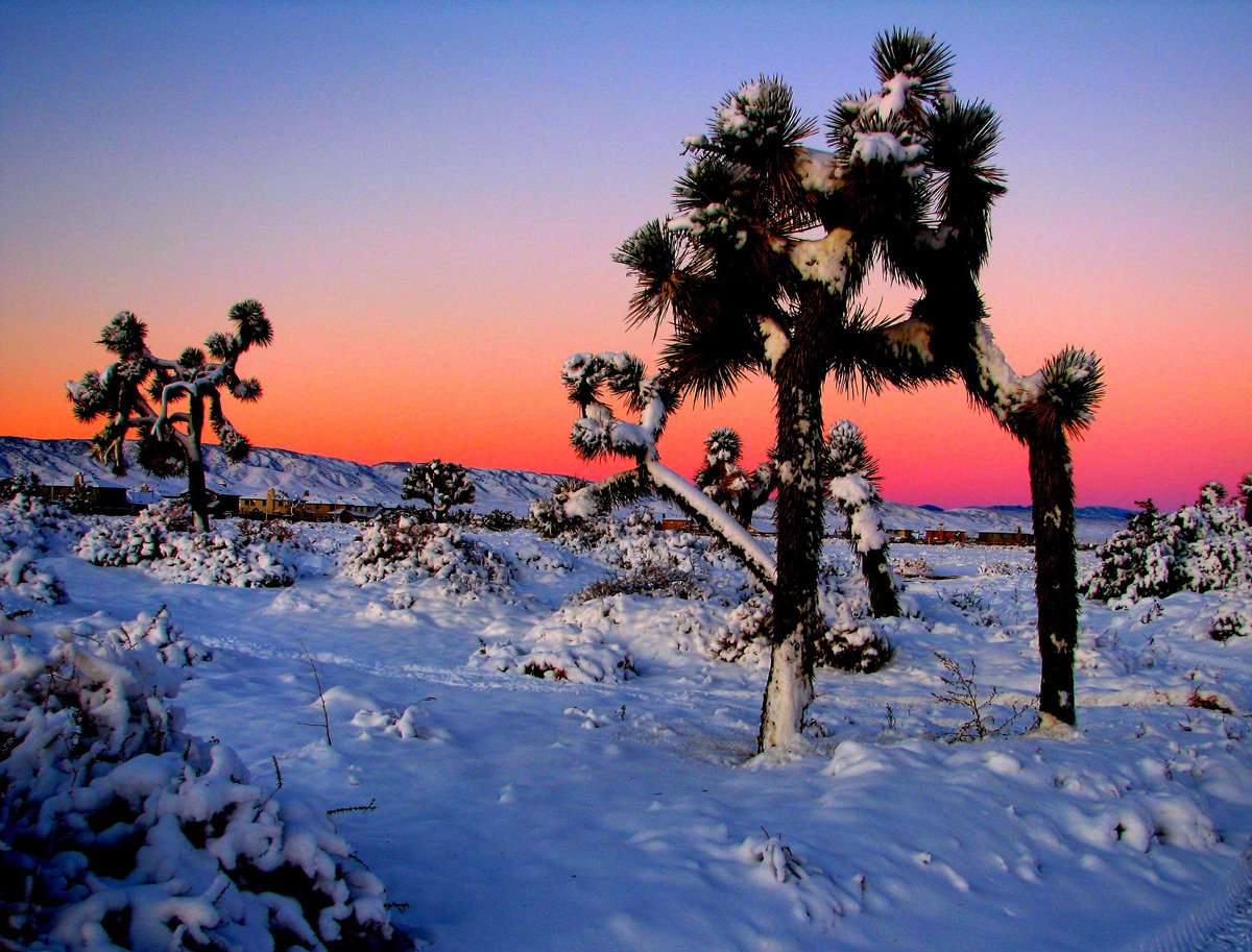 Stunning Photos of Joshua Trees and Joshua Tree National Park