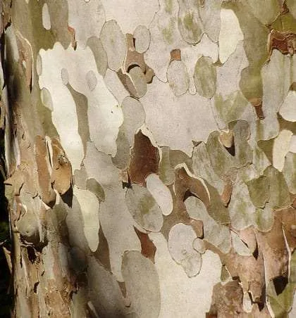 tan, white and brown bark