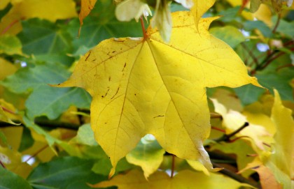 a brightly colored yellow leaf, having turned in autumn