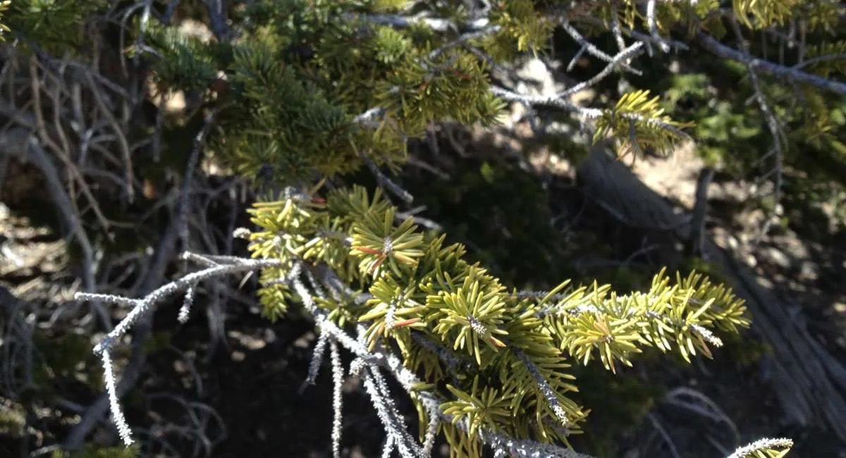 pine needles on the branch, looking similar to a baby bottle cleaner