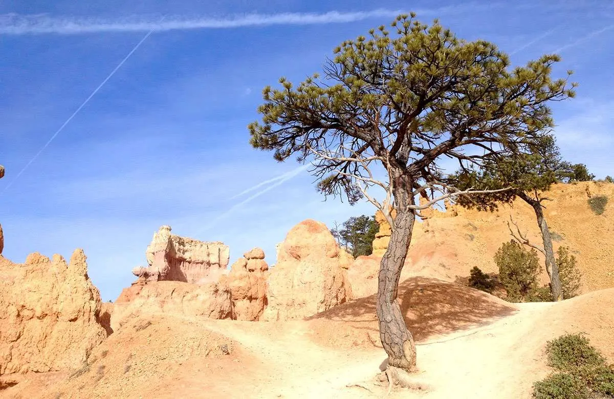 a medium sized tree does well in the harsh environment of Bryce Canyon