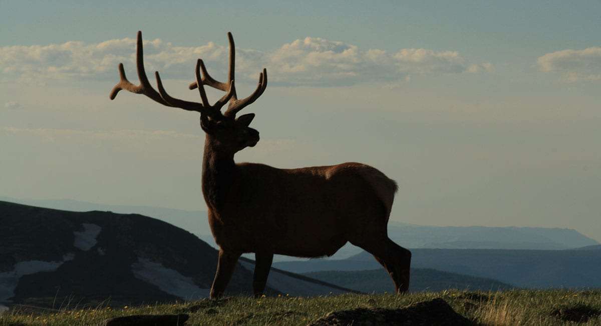 antlers cutting the sky puzzle piece as the elk to which they belong silhouettes against a timeless colorado backdrop