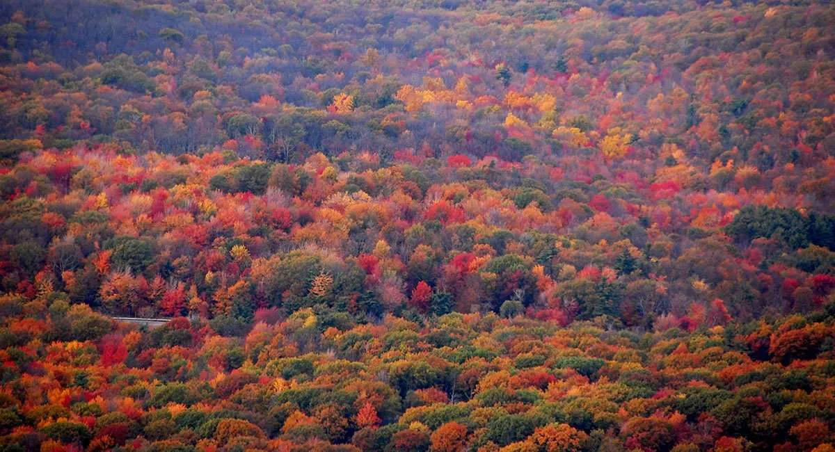 Forest Of Green Pine Trees On Mountainside With Late Afternoon