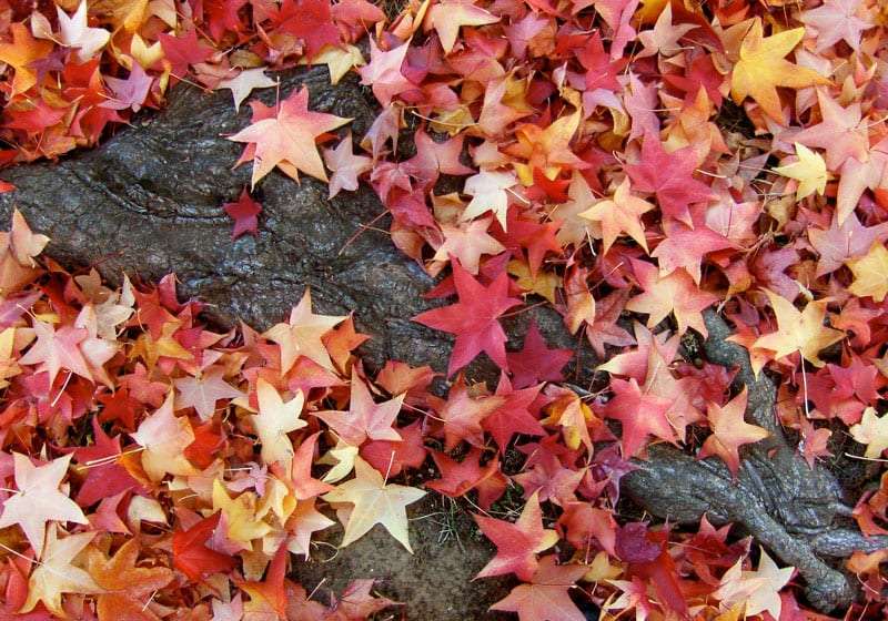 star-shaped red and yellow leaves cover the ground