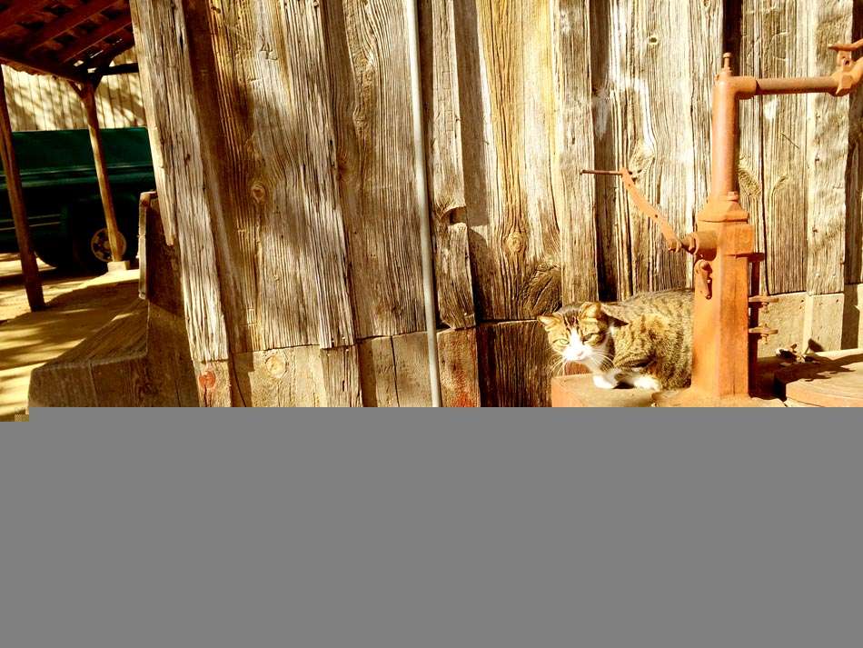 a cat rests on a rusty water pump