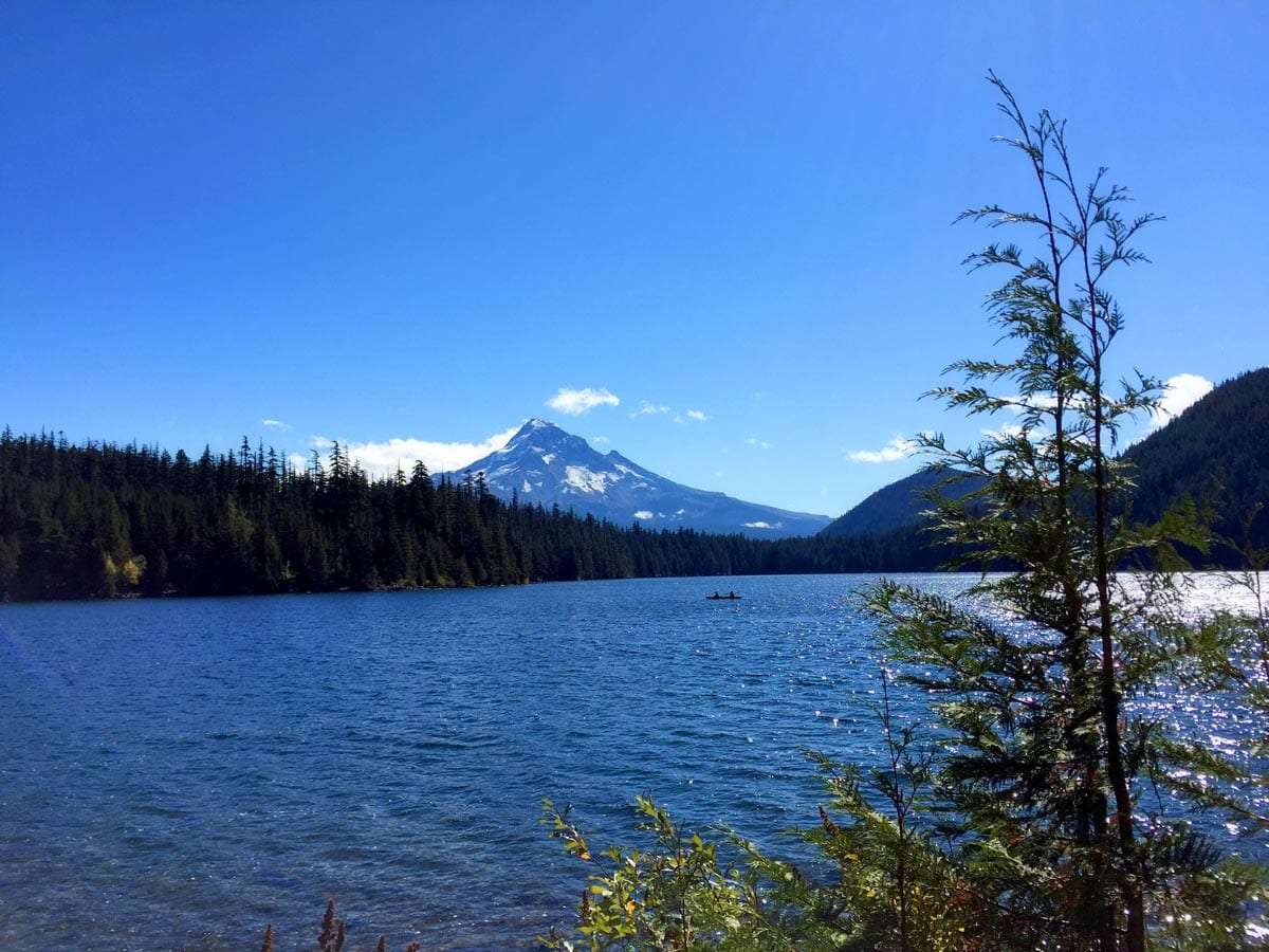 a glacier covered mountain in the distance, a river and a redcedar in the foreground
