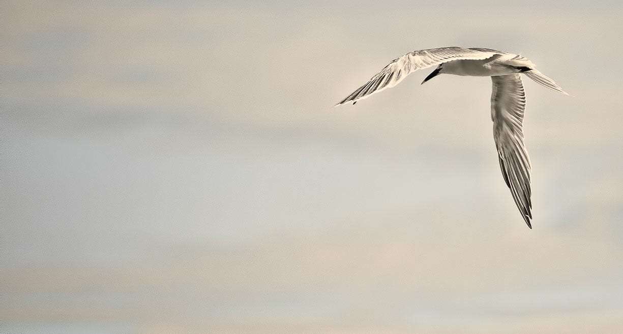 seagull against a cloudy sky