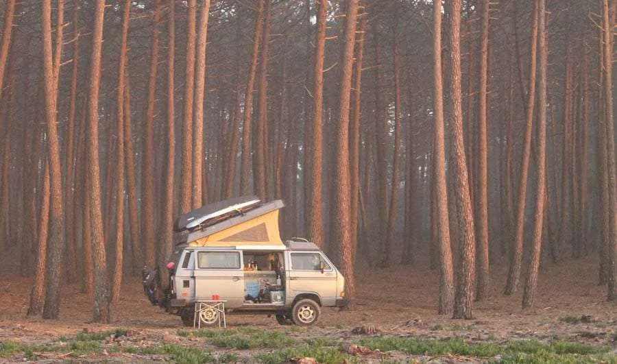 a vanagon parked amongst tall, tall conifers