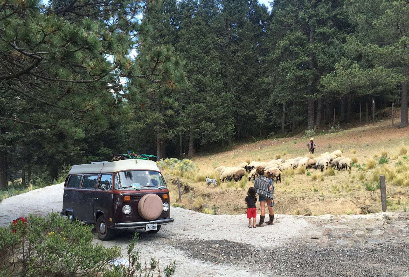 a flock of sheep, a family watches as their VW bus sits at the side of a road.