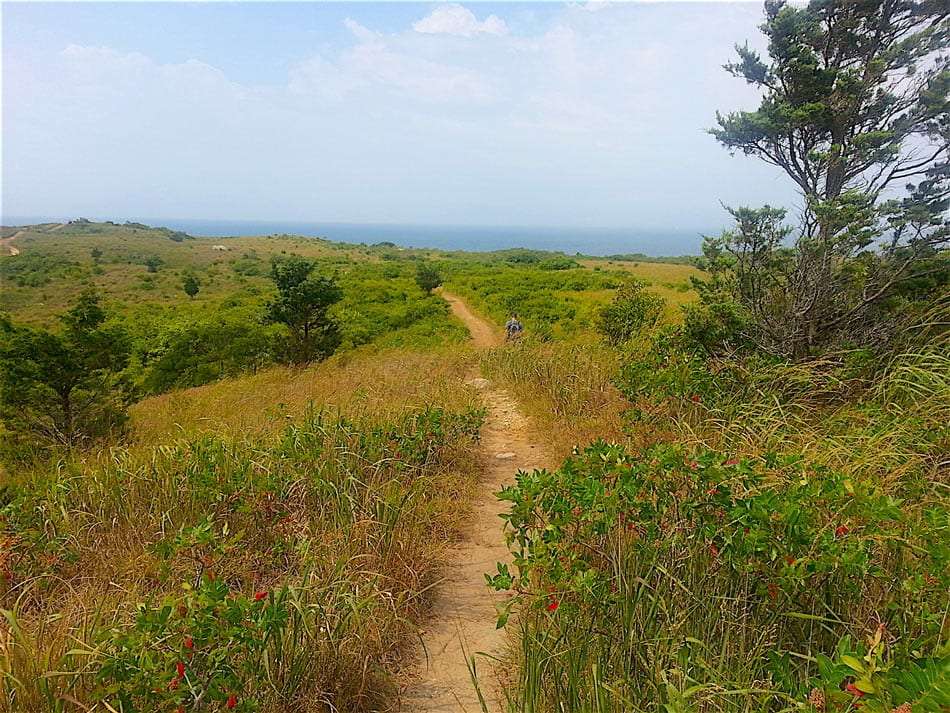 a dirt trail through the scrub forest