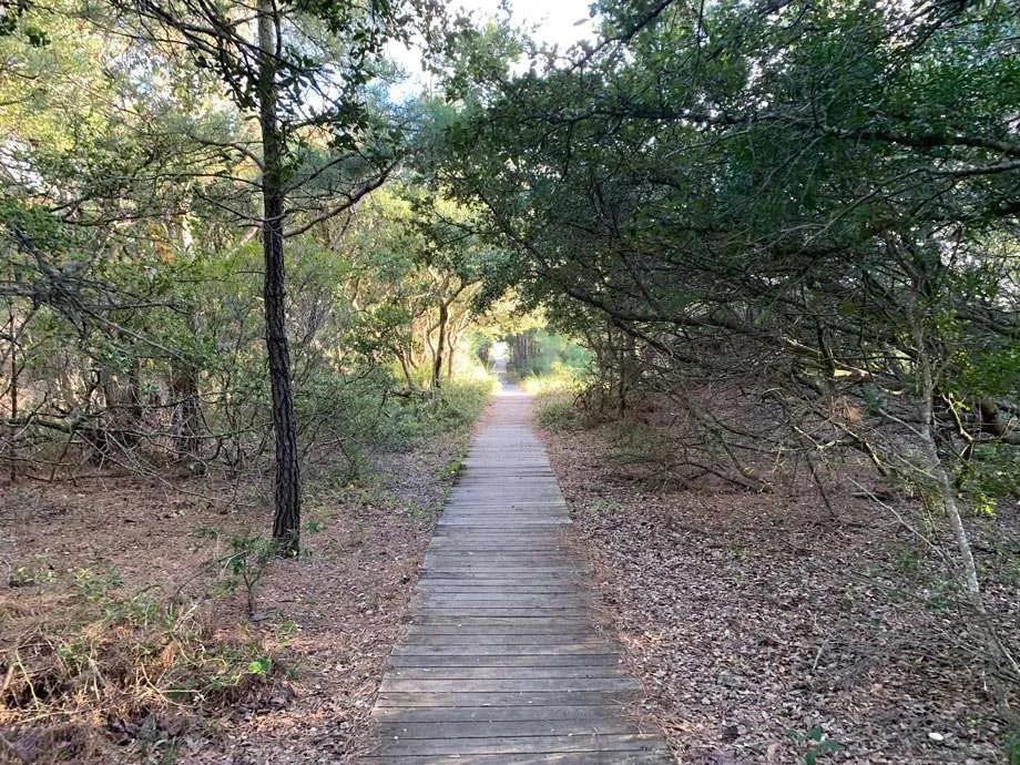 A trail winds through the forest before reaching the marsh