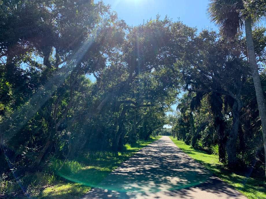 live oak trees droop over a small road