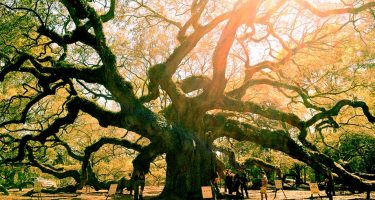 a massive live oak tree bathed in glory and sunshine, limbs outstretched like a mother holding her child, the earth below